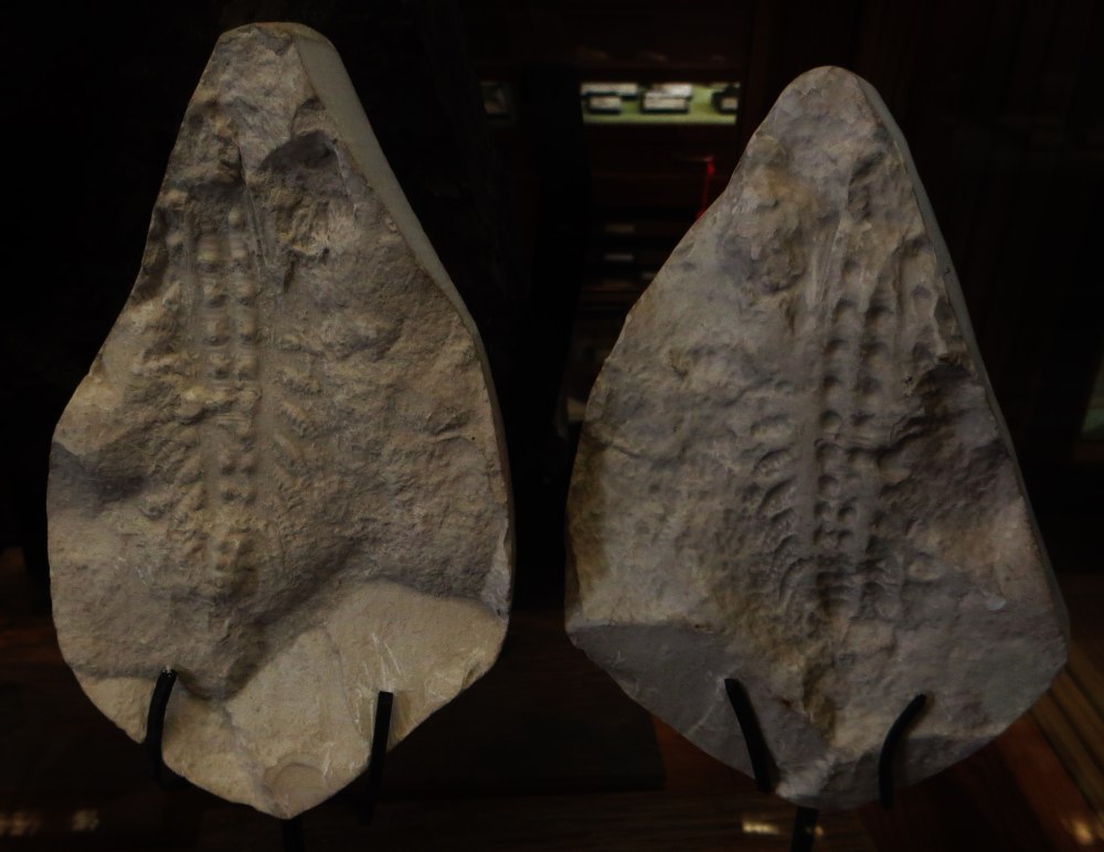 Xenusion auerswaldae