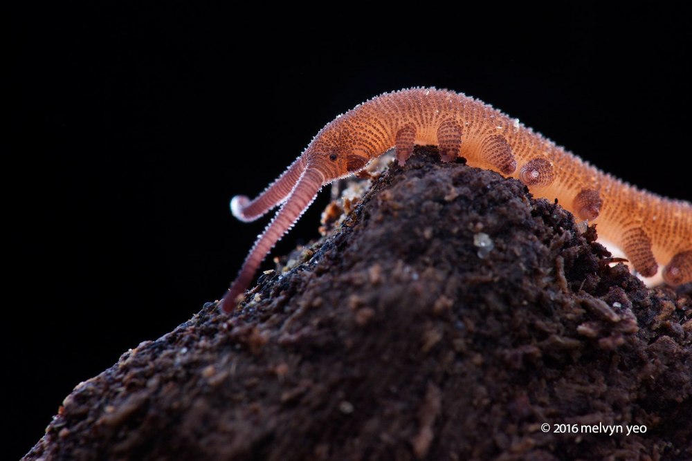 Velvet worm