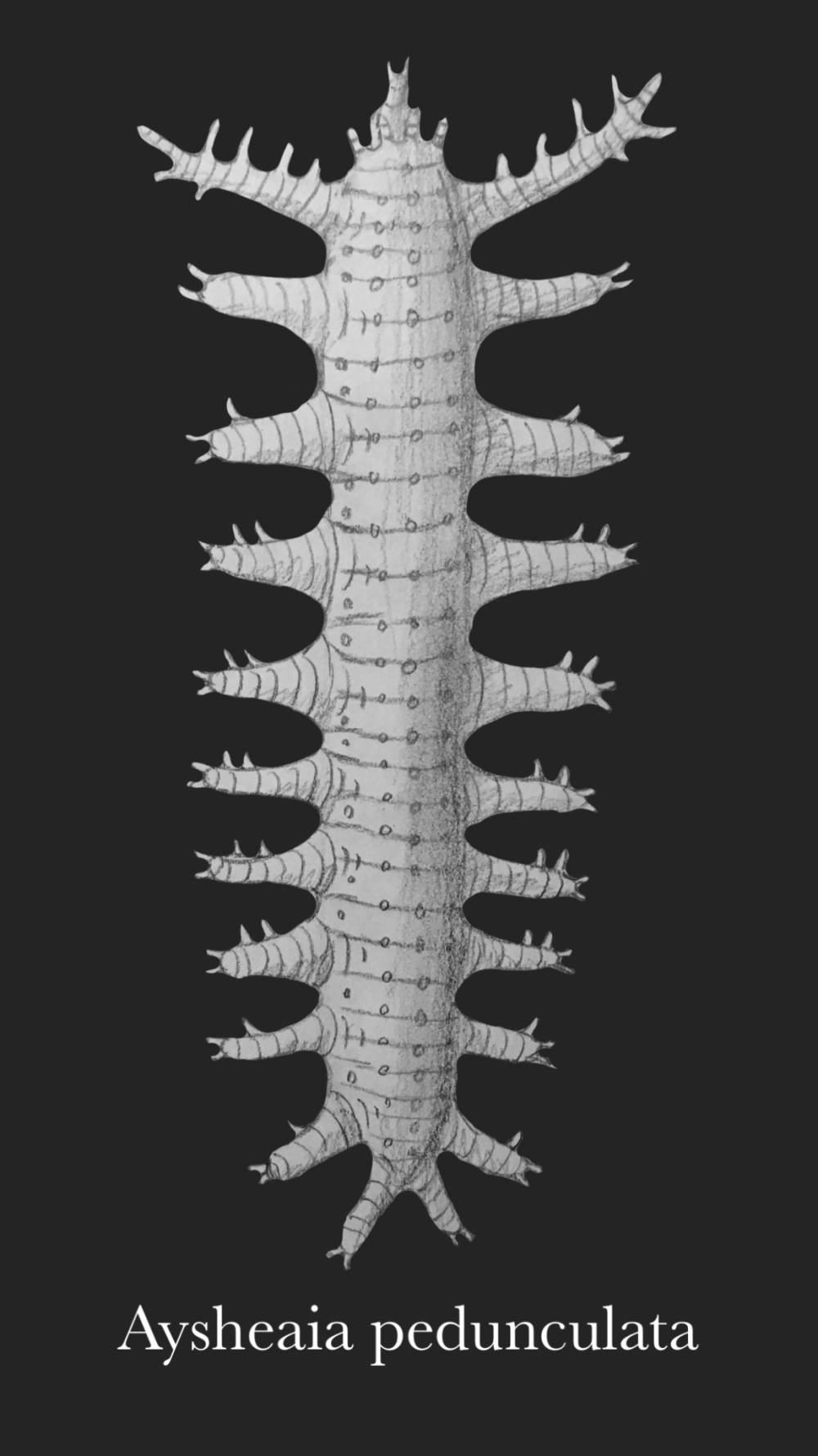 Aysheaia pedunculata