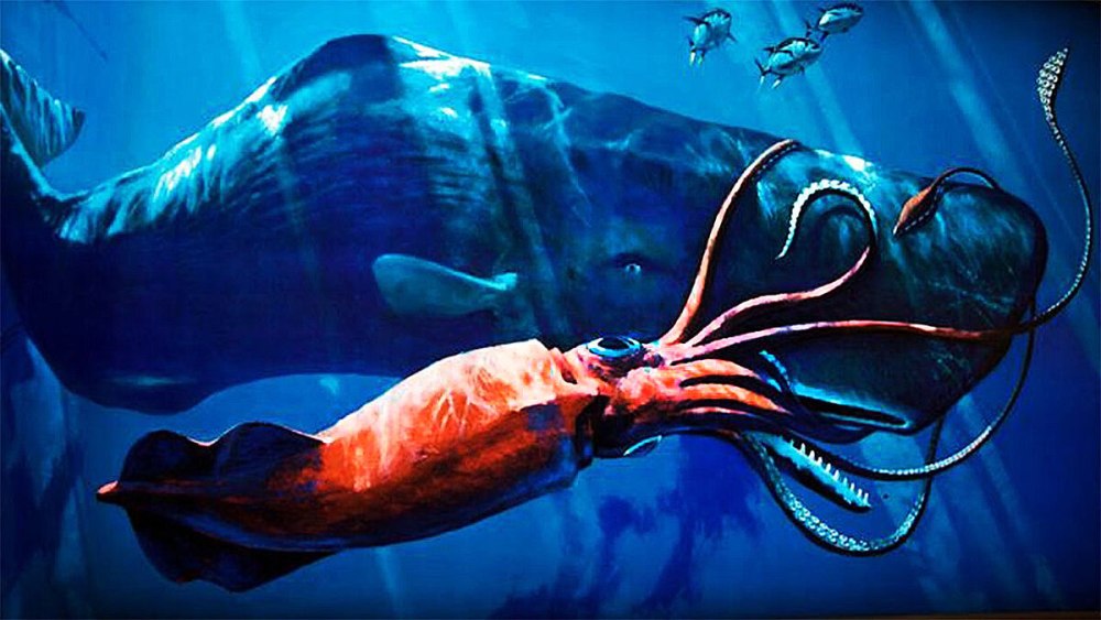 Гигантский кальмар Dosidicus Gigas