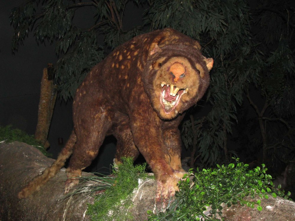 «Сумчатый Лев» (Thylacoleo)