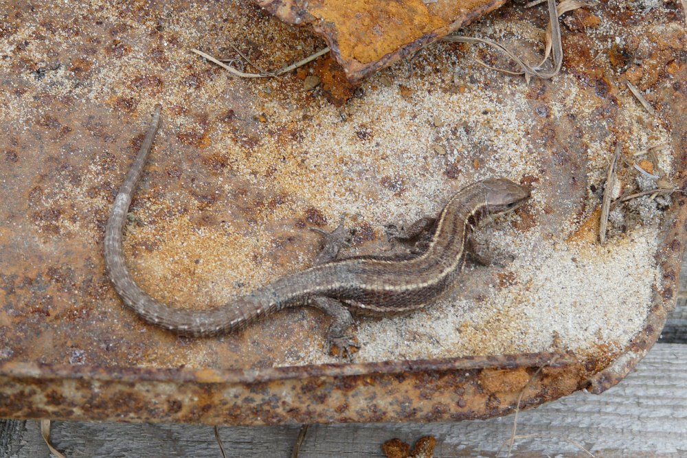 Northern Alligator Lizard