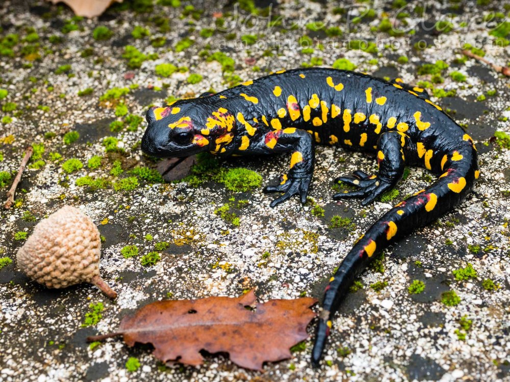 Огненная саламандра Salamandra Salamandra
