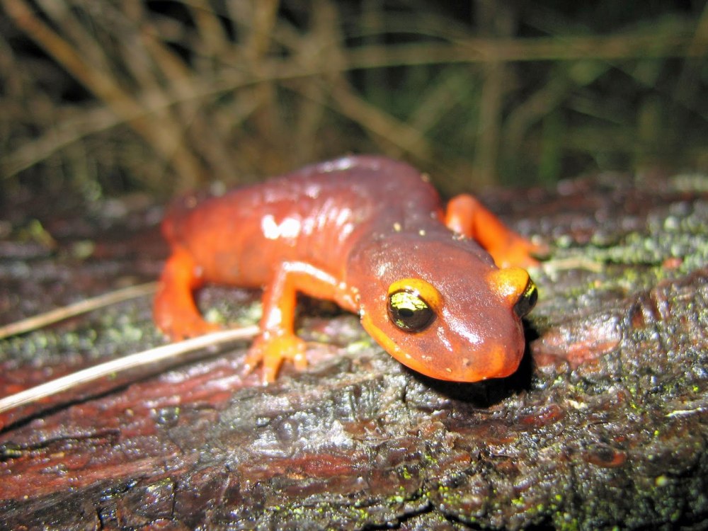 Salamander Eyes