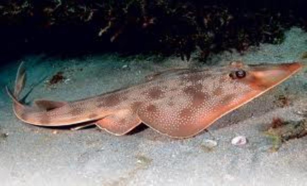 Rhinobatos Rhinobatos