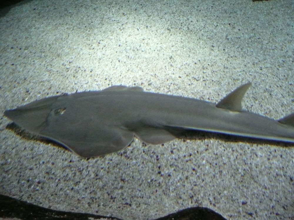 Bowmouth guitarfish