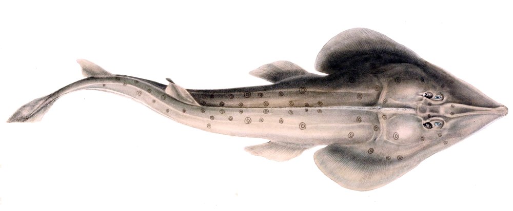Rhinobatos Rhinobatos