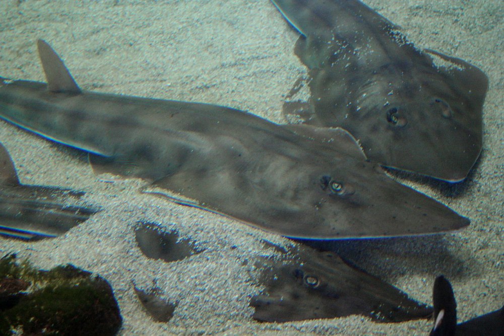Rhinobatos Rhinobatos