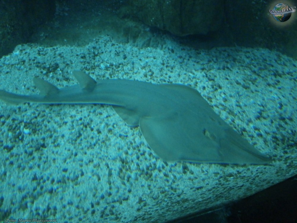 Акулохвостый Скат (Rhynchobatus djiddensis)