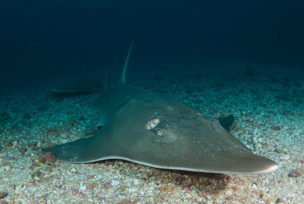 Акулохвостый Скат (Rhynchobatus djiddensis)