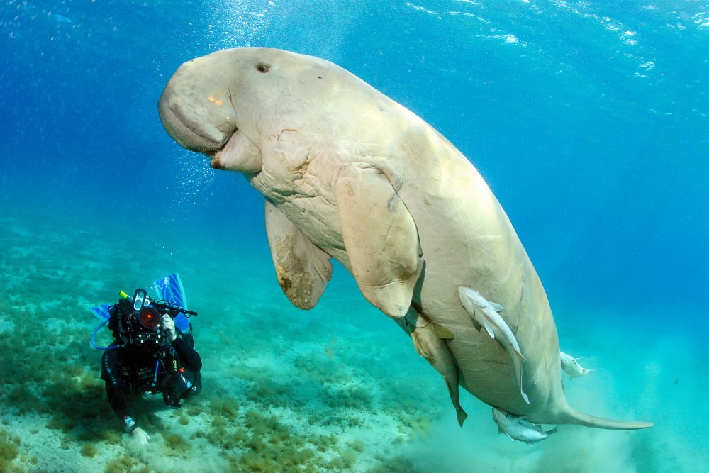 Дюгонь морская корова