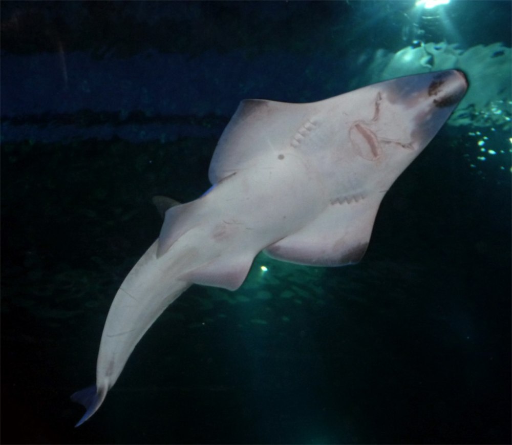 Rhynchobatus djiddensis