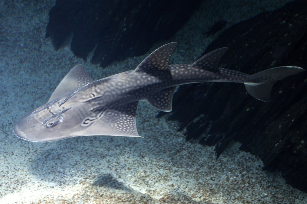 Bowmouth guitarfish