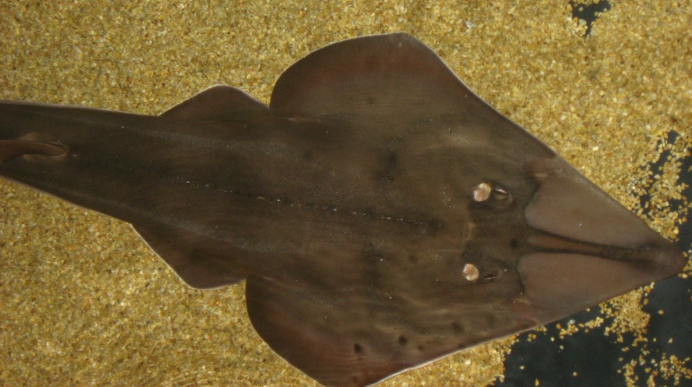 Rhinobatos Rhinobatos