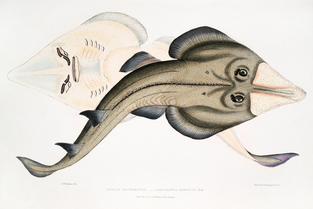 Rhinobatos