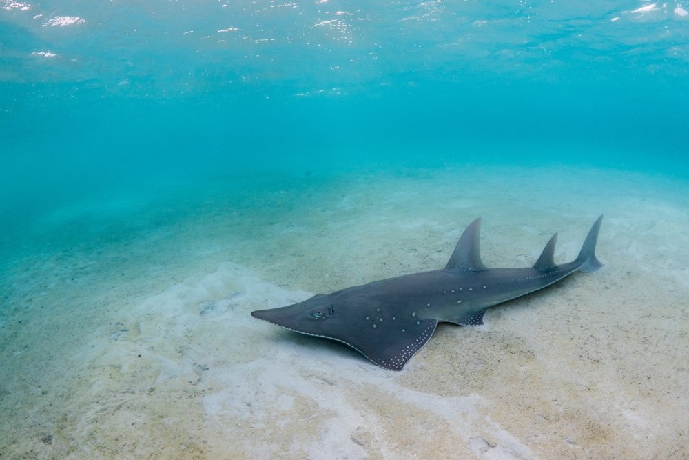 Shark 1000х1000