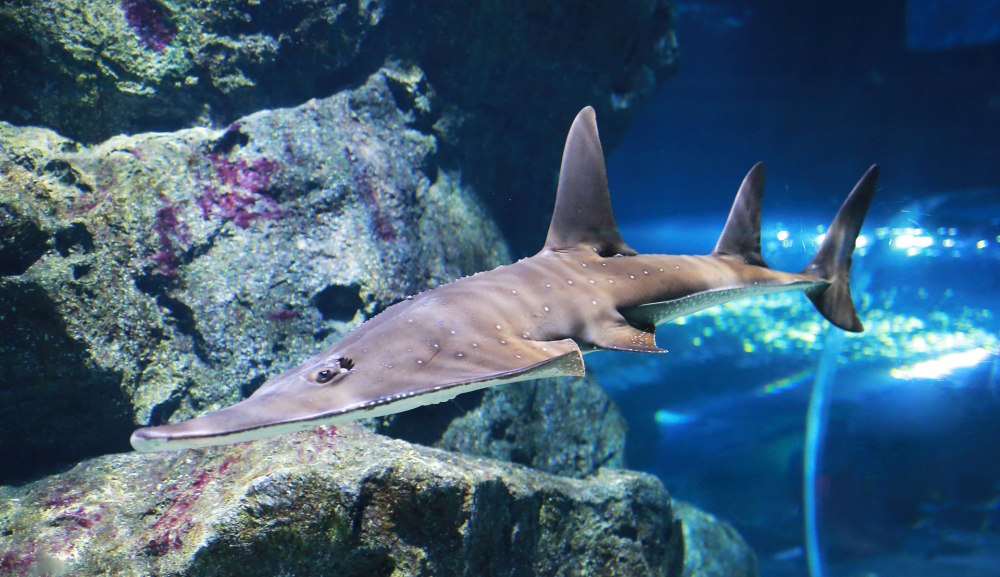 Rhynchobatus djiddensis