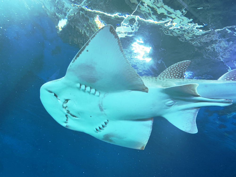 Shark guitarfish