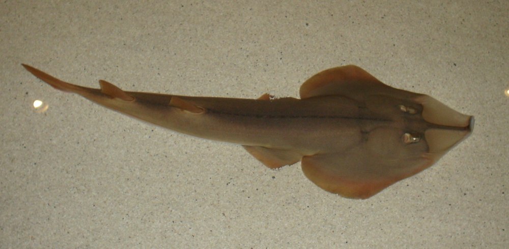 Rhinobatos Rhinobatos