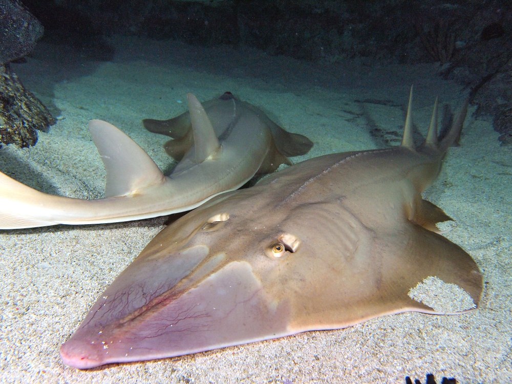 Giant guitarfish.