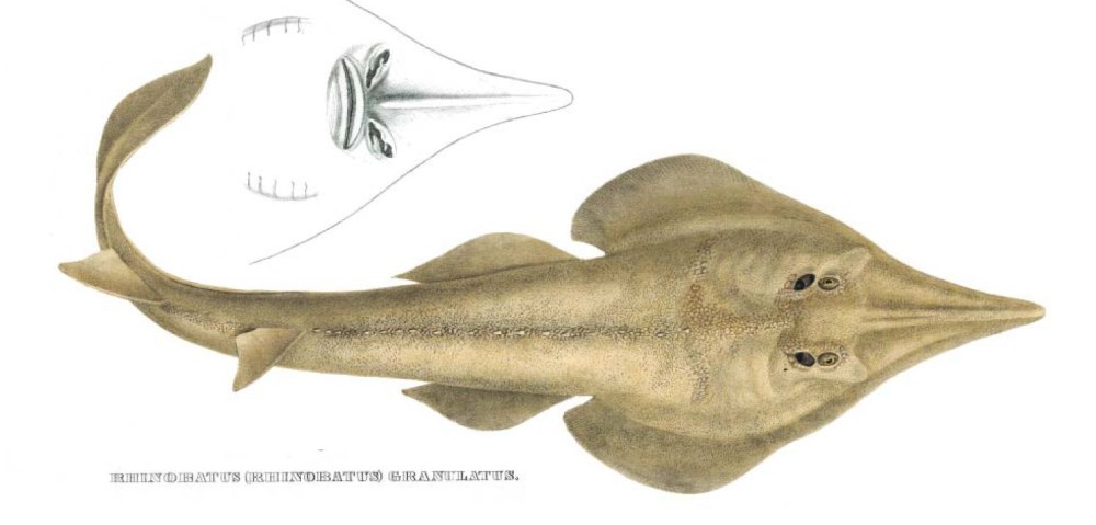 Rhinobatus armatus самэ