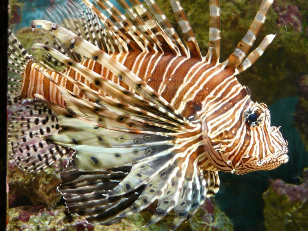 Крылатка-Зебра чернополосая (дьявол) (Pterois volitans)