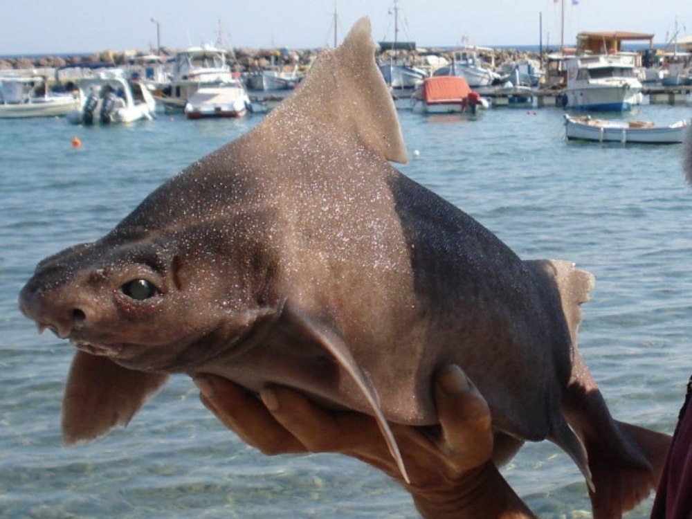 Oxynotus bruniensis