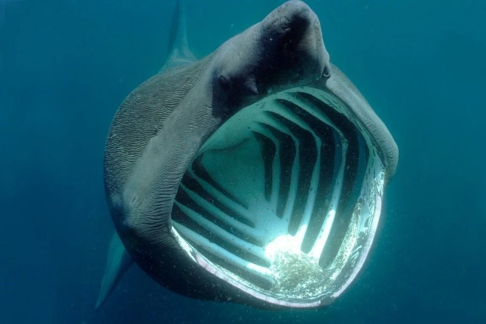 Гигантская акула Cetorhinus Maximus