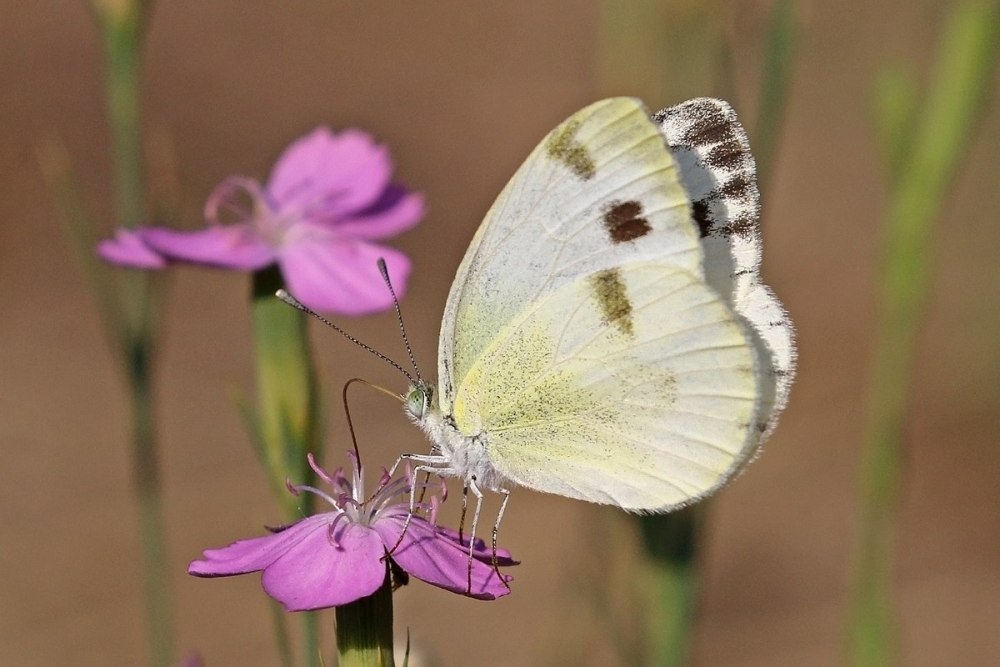 Pieris krueperi in Peristeri