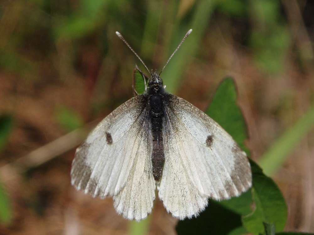 Белянка рапсовая