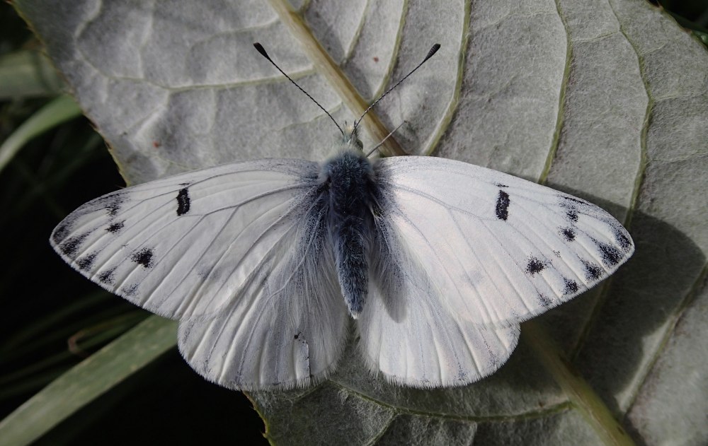 Белянка Каллидица