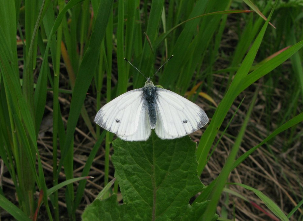 Липовая Белянка