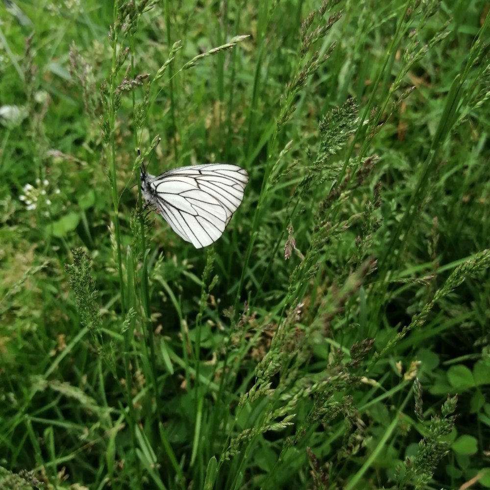 Белянка ОБЬГЭС