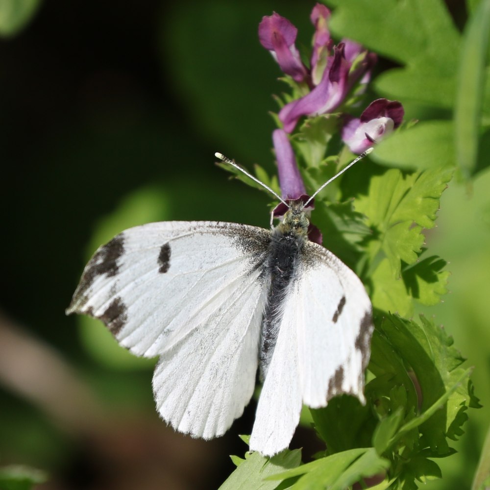 Anthocharis scolymus