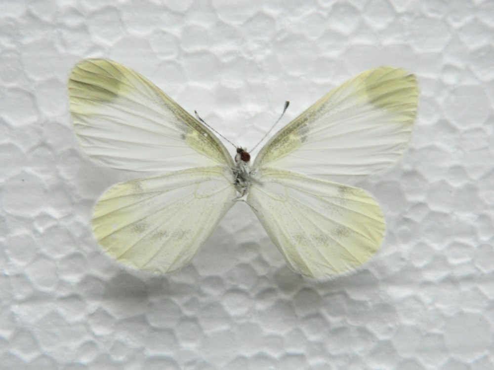 Сметана Белянка