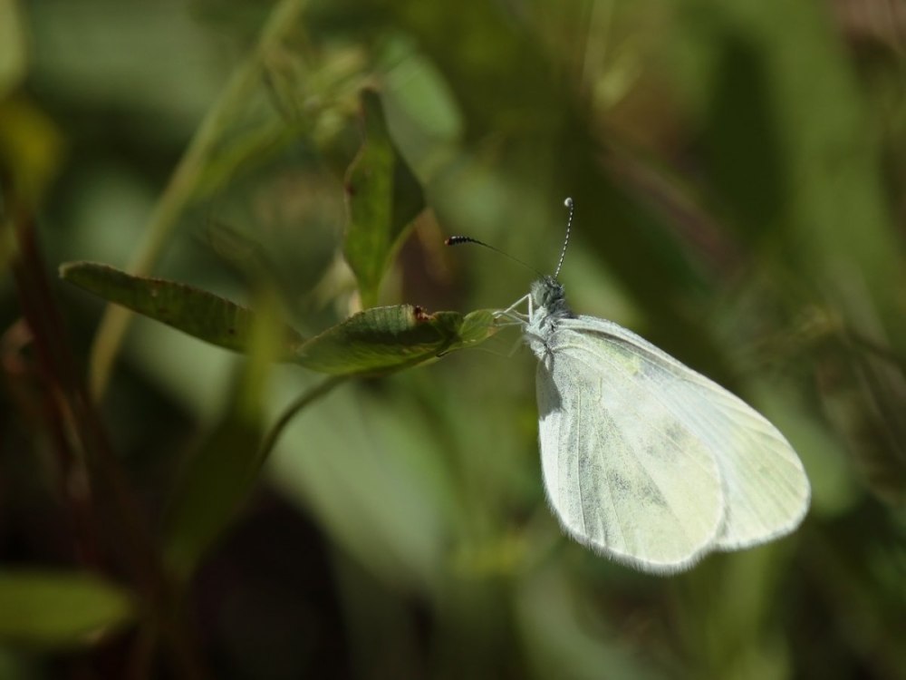 Имаго капустной белянки