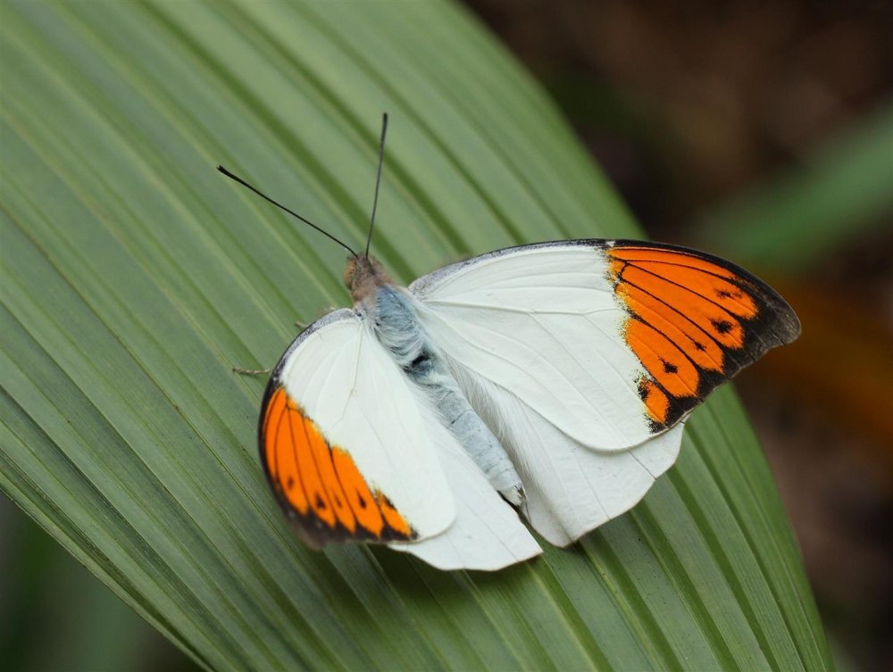 Бабочка Гебомоя главк