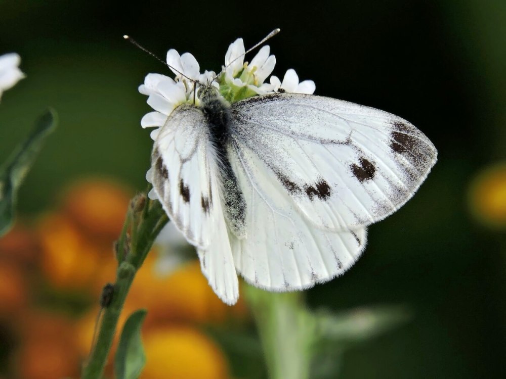 Белянка рыба