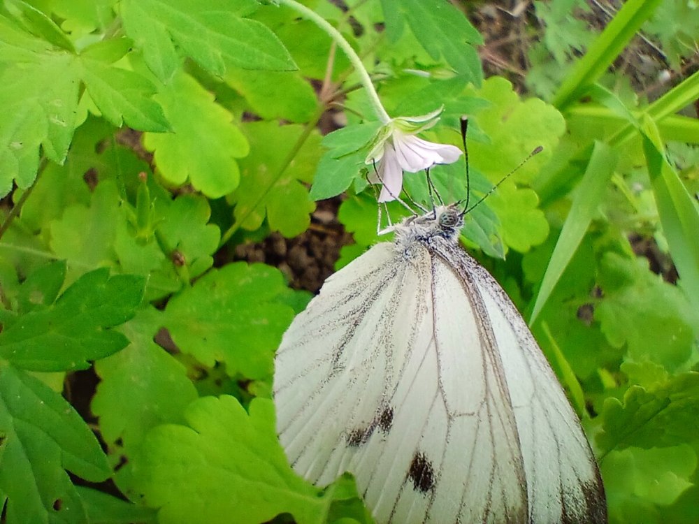 Таксоны капустной белянки