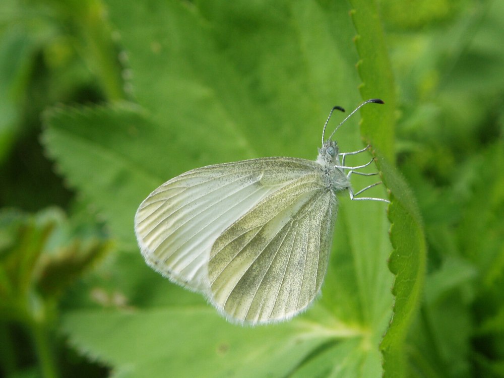 Липовая Белянка