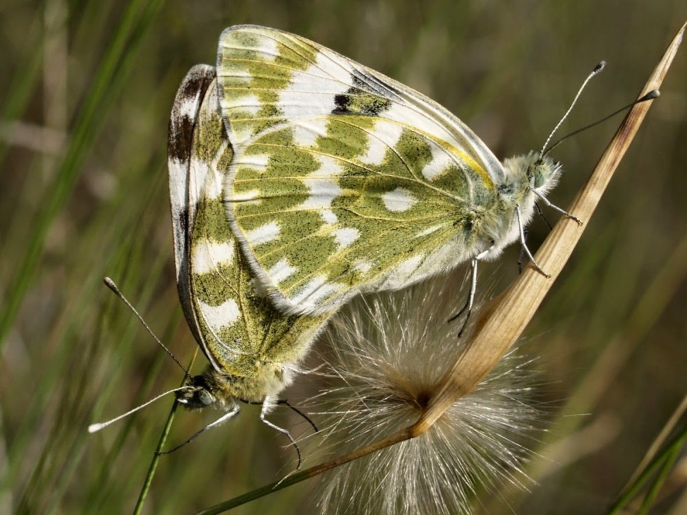 Белянка зеленушка бабочка