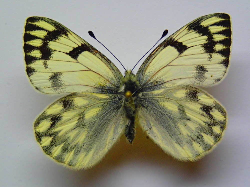 Белянка Альпийская