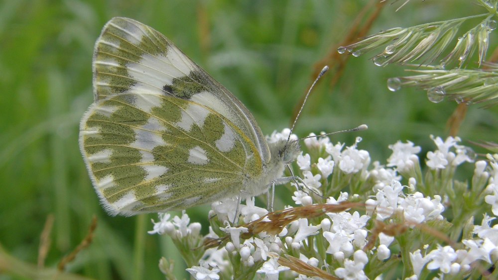 Белянка рапсовая