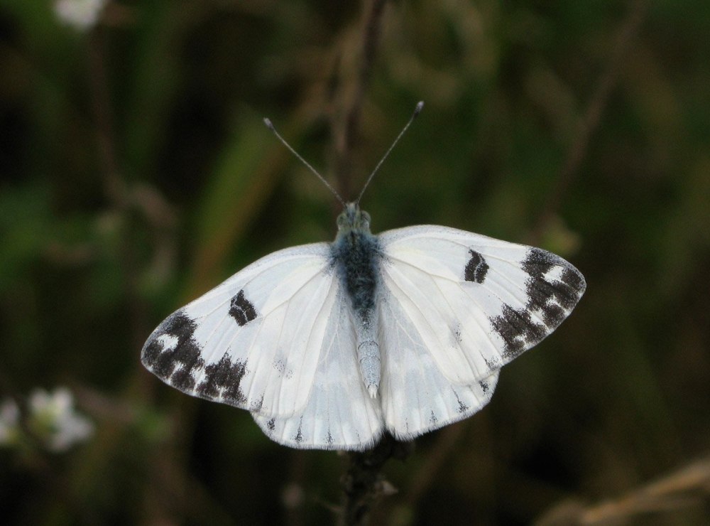 Белянка Эдуса