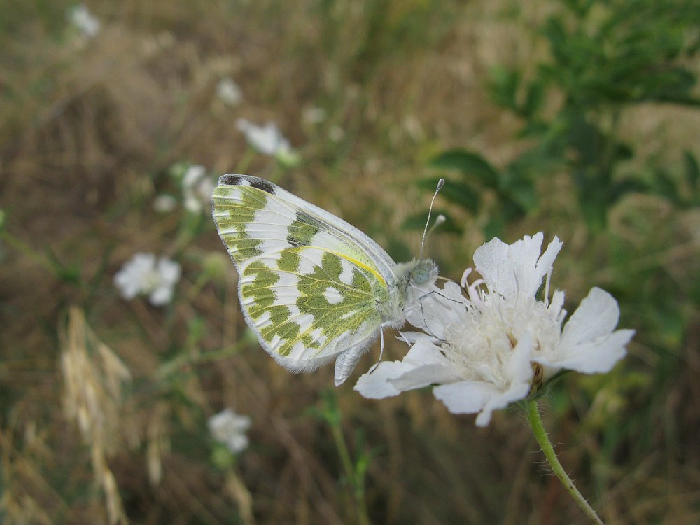 Белянка рапсовая бабочка