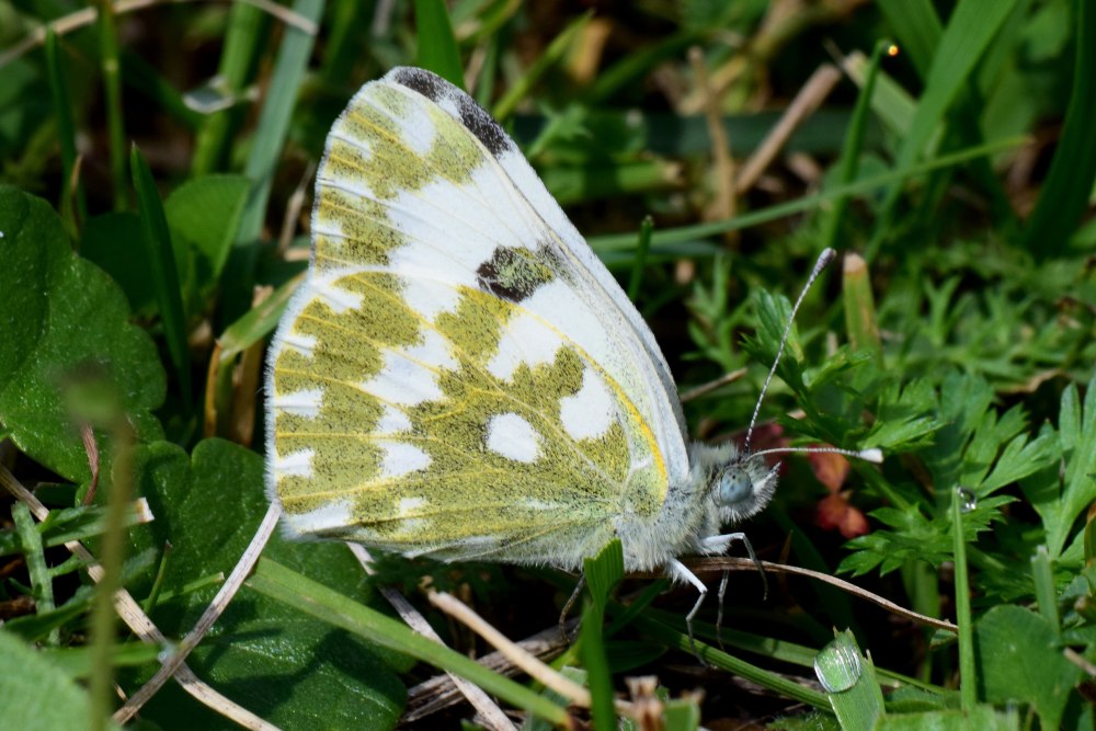 Белянка рапсовая бабочка