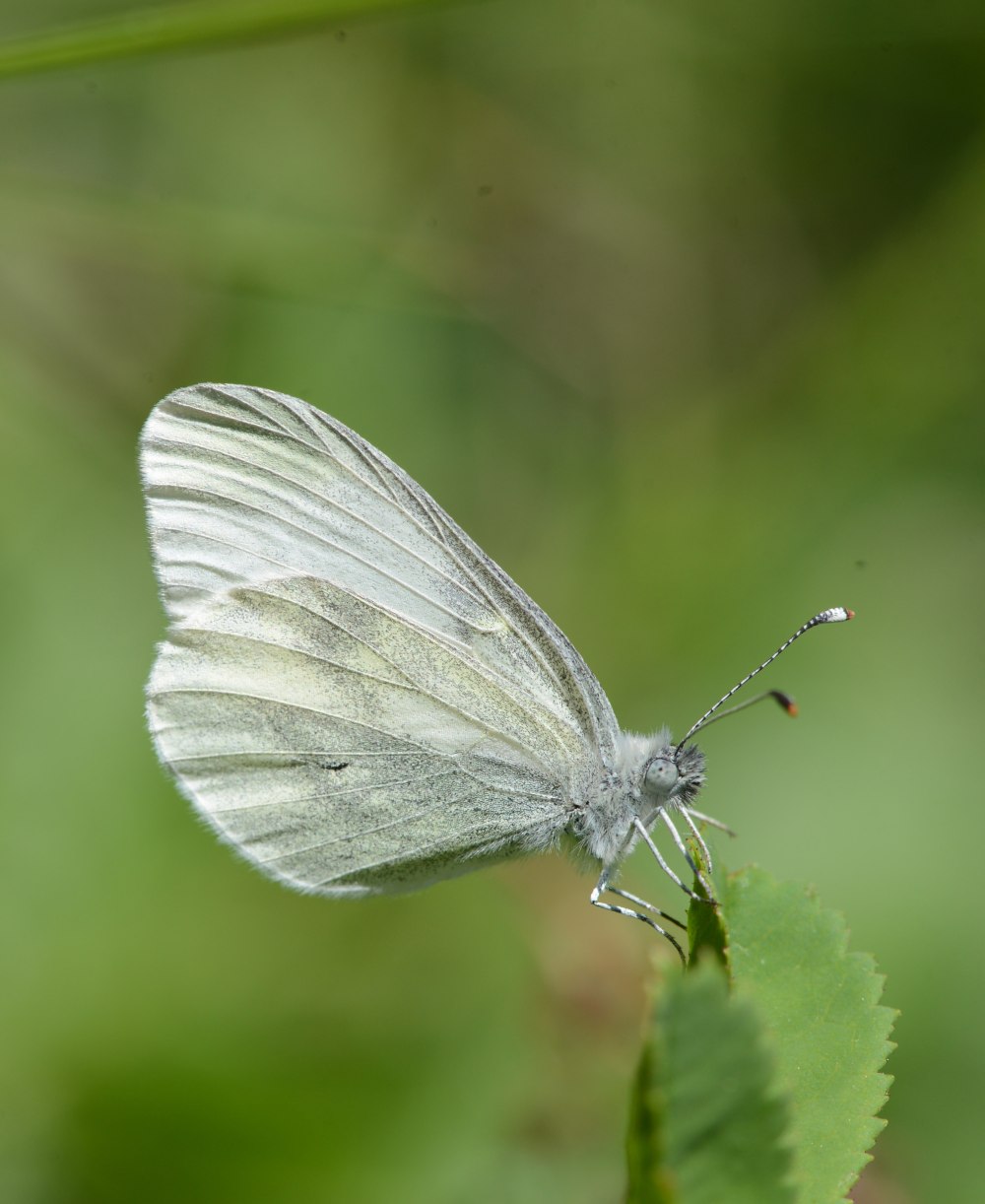Белянка горошковая