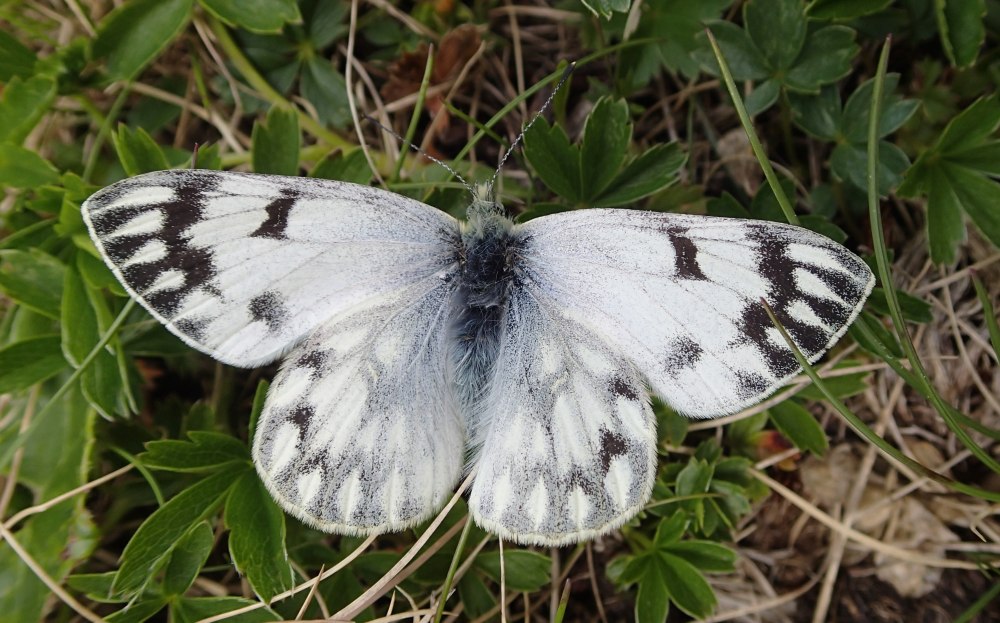 Белянка брюквенная