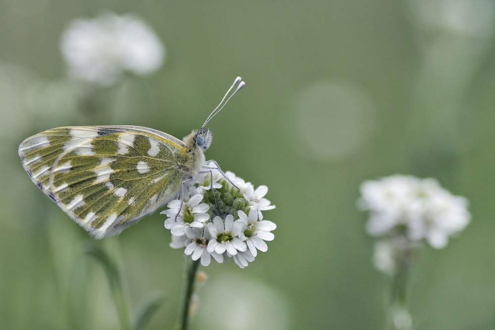 Бабочка Белянка Альпийская