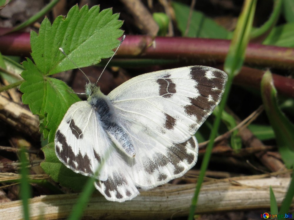 Бабочка Белянка Альпийская